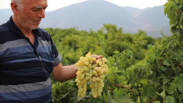 Hatun parmağı ve Antep karasında hasat başladı. Markette 80 liraya satılıyor