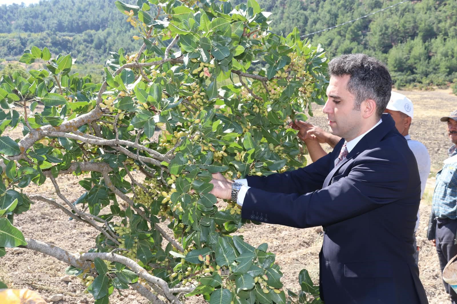 ‘Yeşil Altın’ı dalından topluyorlar. Hasat başladı