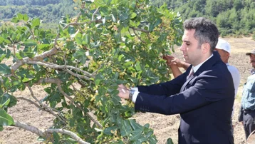 ‘Yeşil Altın’ı dalından topluyorlar. Hasat başladı