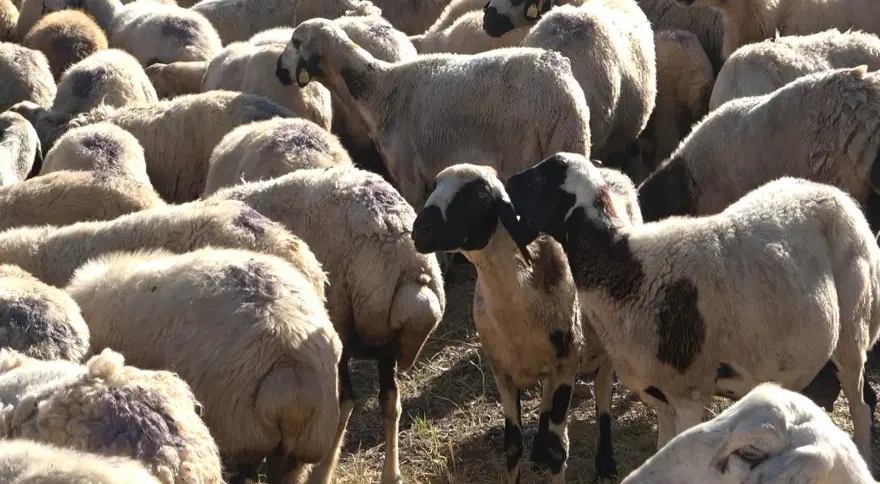 “AYLIK 100-150 BİN LİRA ARASI VERİYORUZ. BUNU DA BEĞENMİYORLAR” 1