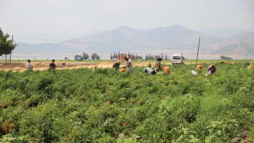 Saat 06.00'da geliyorlar, ne zaman isterlerse bırakıyorlar. Hasat başladı, bir ton 7 bin lira