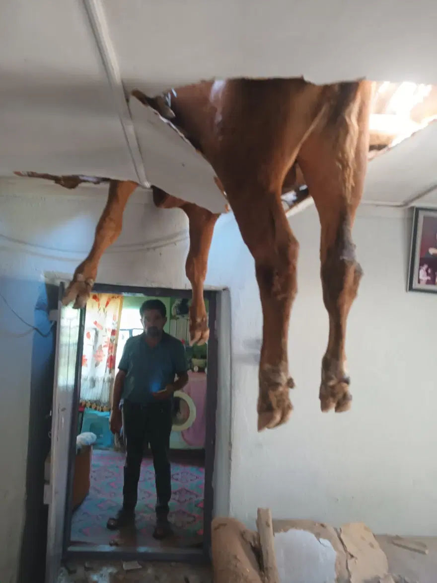 Evin çatısından boğa girdi 2