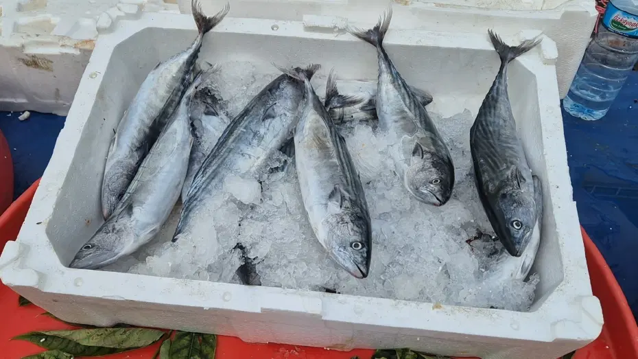 Tanesi 75 liraya kadar düştü. Balık tezgahının yıldızı belli oldu