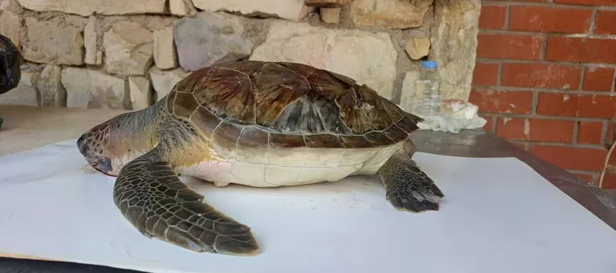 Kuşadası Körfezi'nde 4 deniz kaplumbağası ölü bulundu 1