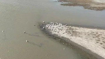 Karacabey'de renkli görüntüler. Pelikanların uğrak noktası oldu
