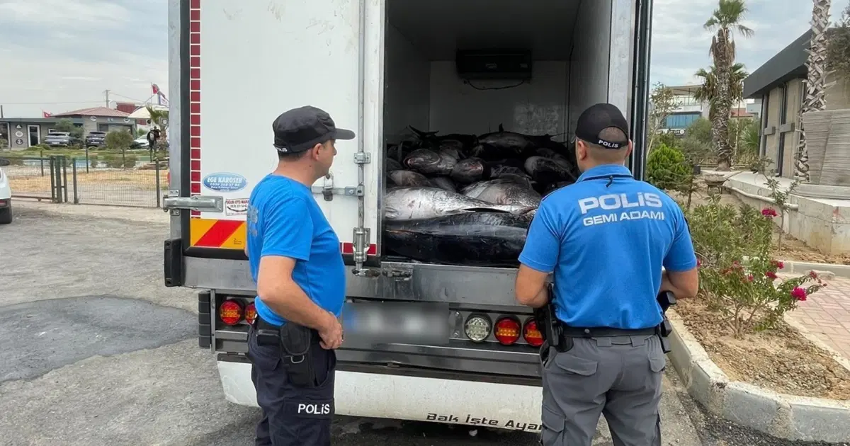 İzmir’de iki araçta kaçak avlanan 3 ton orkinos ele geçirildi