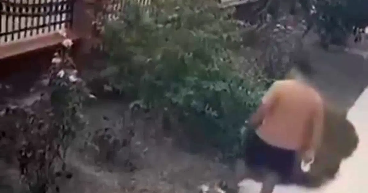 İzmir'de yavrulu kediye tekme atan saldırgan yakalandı