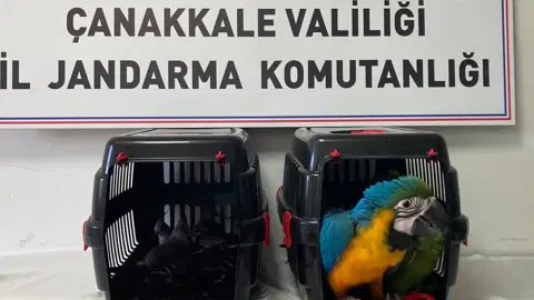 1915 Çanakkale Köprüsü gişelerinde durdurulan araçta 9 egzotik kuş ele geçirildi
