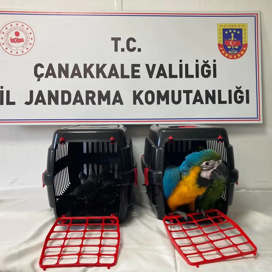 1915 Çanakkale Köprüsü gişelerinde durdurulan araçta 9 egzotik kuş ele geçirildi