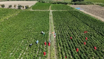 Tarlada kilosu 20, manavda 100 TL. Saat 06.00'da başlıyorlar