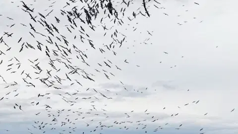 Marmara Denizi'nde belgeselleri aratmayan görüntüler