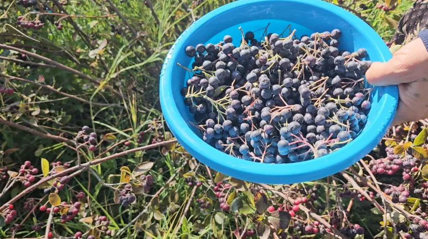 En güçlü antioksidan kaynaklarından biri. Tek tek elle toplanıyor 3