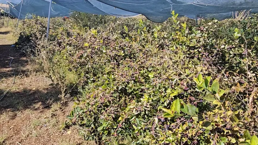 En güçlü antioksidan kaynaklarından biri. Tek tek elle toplanıyor 