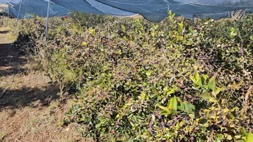 En güçlü antioksidan kaynaklarından biri. Tek tek elle toplanıyor