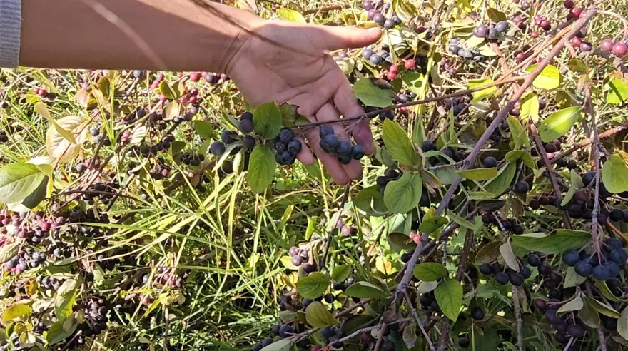 En güçlü antioksidan kaynaklarından biri. Tek tek elle toplanıyor 2