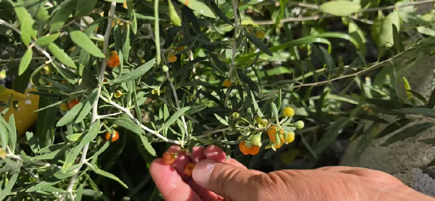 Çinlilerin uzun yaşam sırrı onda gizli. En güçlü şifa kaynağı Bitlis'te yetişiyor 2