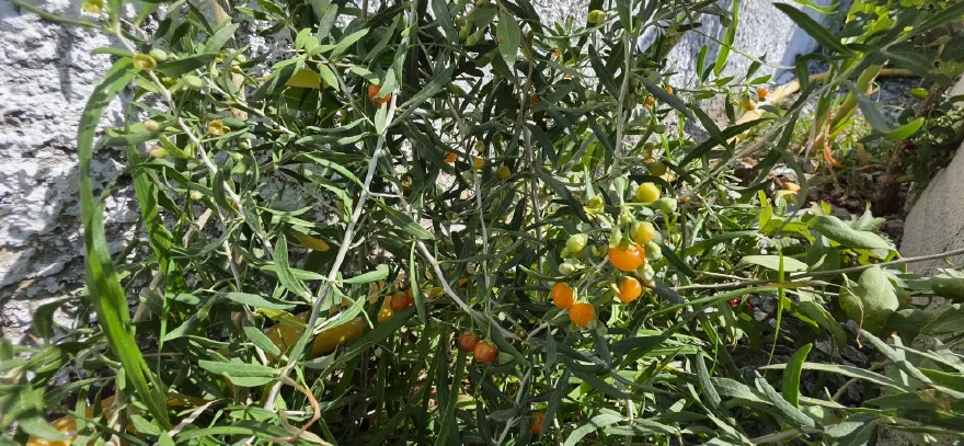 Çinlilerin uzun yaşam sırrı onda gizli. En güçlü şifa kaynağı Bitlis'te yetişiyor 1