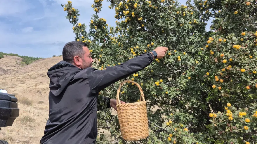 Doğada kendiliğinden yetişiyor. Vücuttaki zararlı toksinleri temizliyormuş 