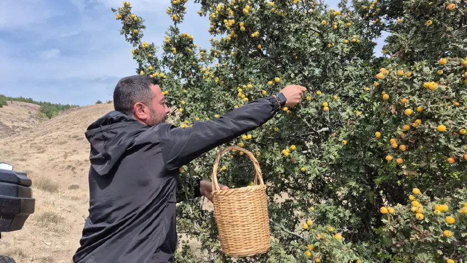 Doğada kendiliğinden yetişiyor. Vücuttaki zararlı toksinleri temizliyormuş