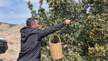 Doğada kendiliğinden yetişiyor. Vücuttaki zararlı toksinleri temizliyormuş
