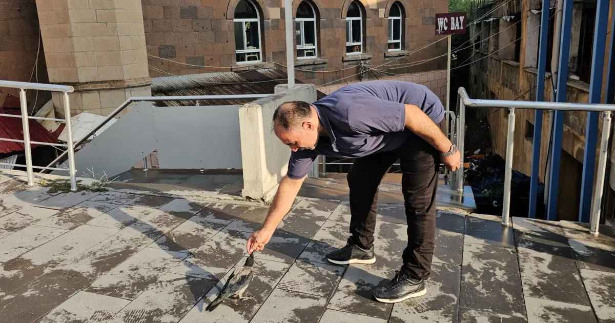 Kasap ile karga arasında sıra dışı dostluk. Dükkanın maskotu oldu
