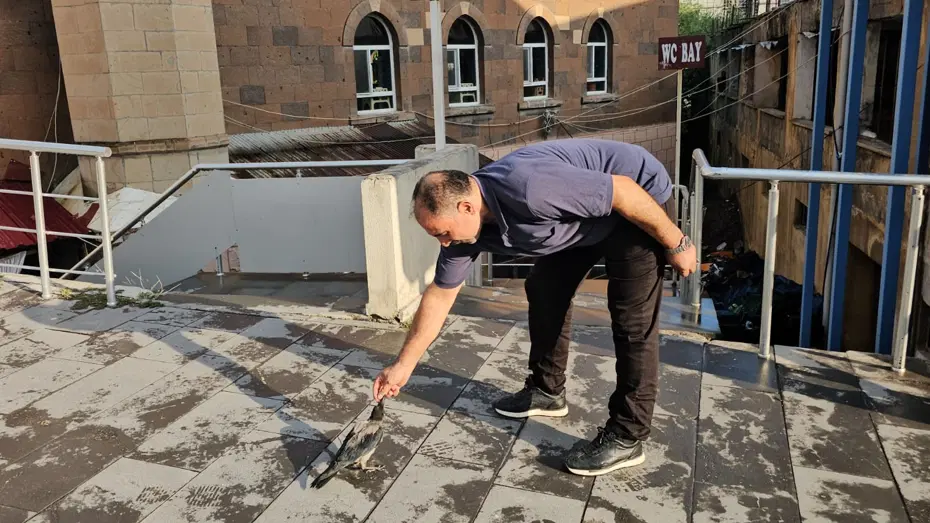 Kasap ile karga arasında sıra dışı dostluk. Dükkanın maskotu oldu
