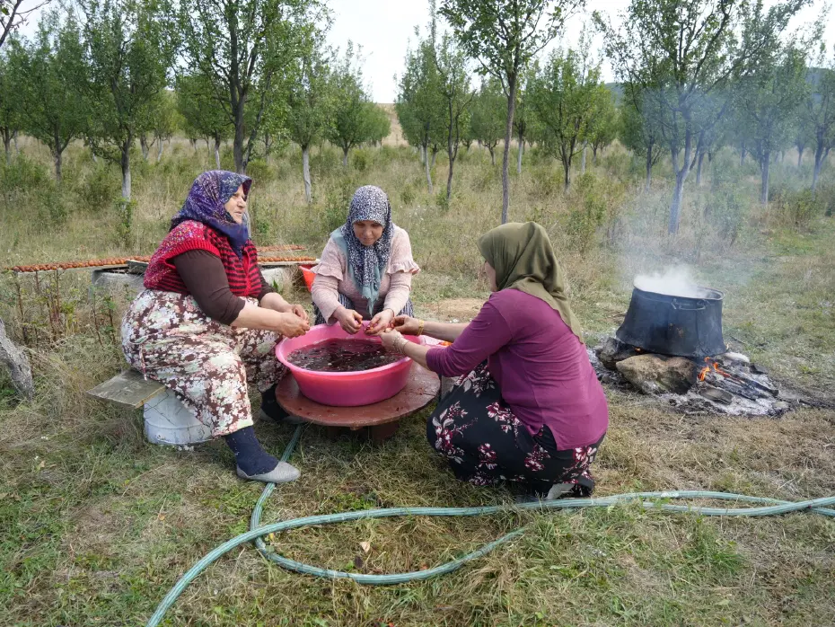 Sadece Kastamonu'da yetişiyor. Magnezyum, potasyum, demir deposuymuş