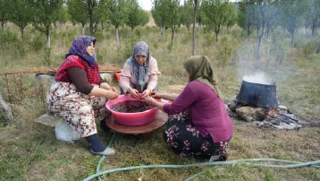 Sadece Kastamonu'da yetişiyor. Magnezyum, potasyum, demir deposuymuş