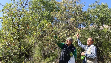Doğada kendiliğinden yetişen kalp dostu meyve. Toplamak için dağların yolunu tuttular