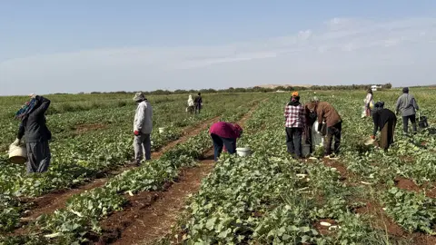 İşçiler günlük bin 300 TL alıyor. Toplandıktan sonra turşu yapılıyor