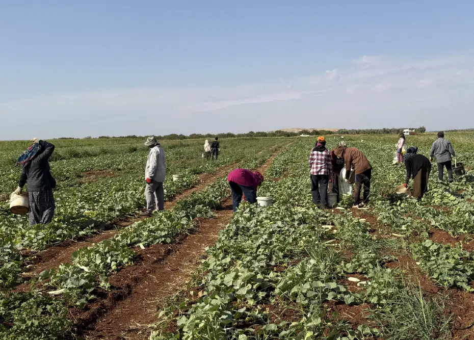 İşçiler günlük bin 300 TL alıyor. Toplandıktan sonra turşu yapılıyor
