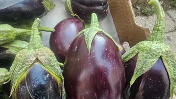 Sofraların vazgeçilmezine rağbet çok. Sarımsak ve pul biberle pişiriliyor