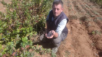 Süper meyve toprakla buluştu, şifa dağıtıyor. Antioksidan değeri yüksek