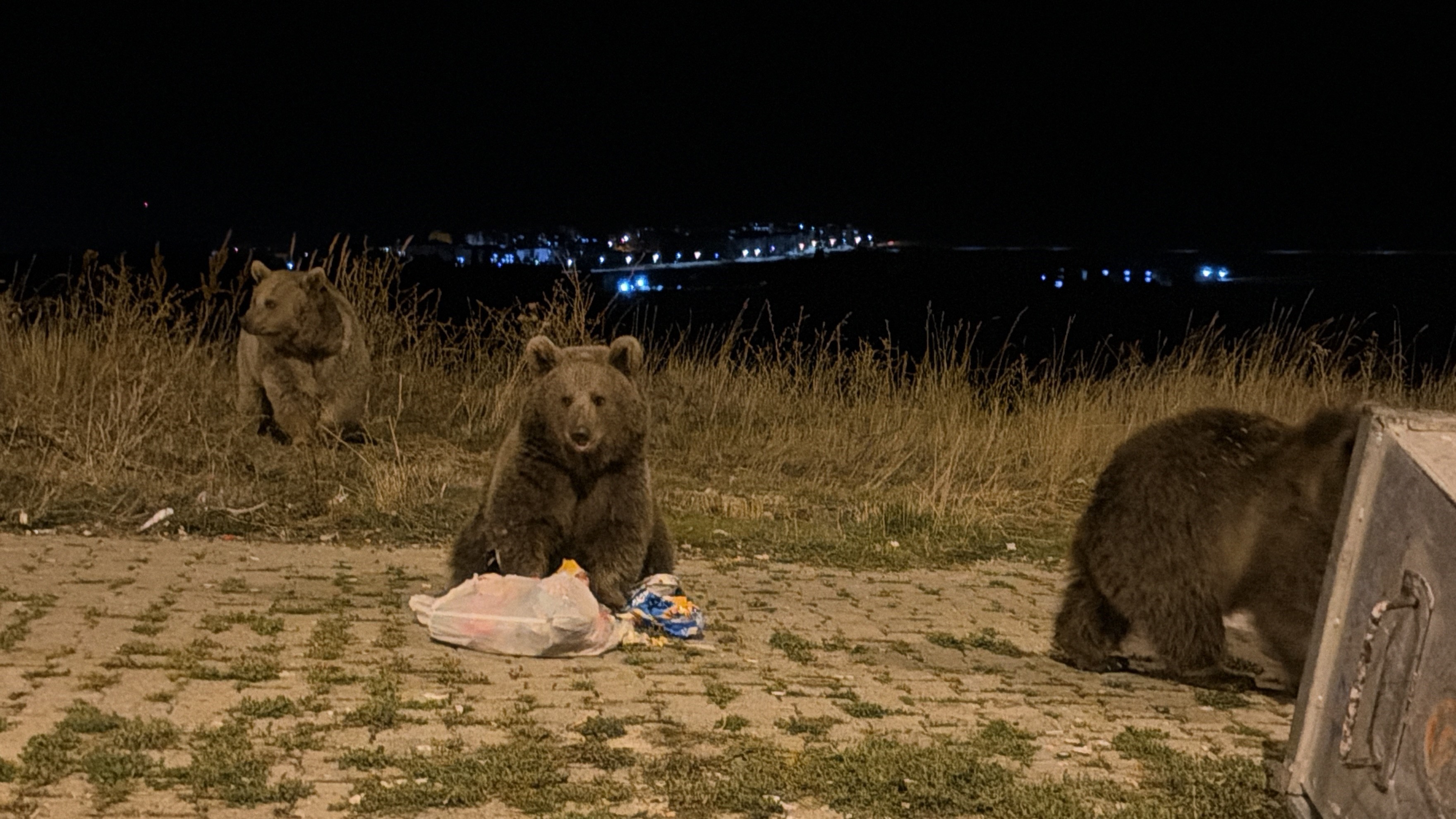 Sarıkamış'ta ayılarla karşılaşmak günlük hayatın bir parçası haline geldi