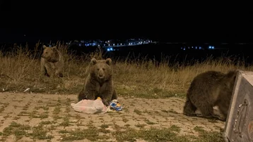 Sarıkamış'ta ayılarla karşılaşmak günlük hayatın bir parçası haline geldi