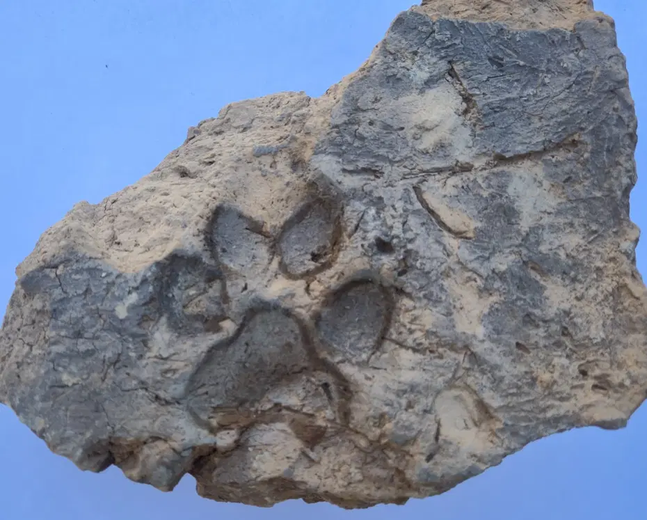 Kütahya'da 4 bin yıllık köpek pati izleri bulundu