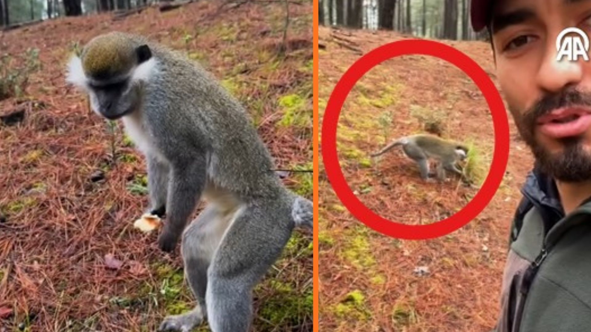 Ormana mantar aramak için çıktı maymun buldu