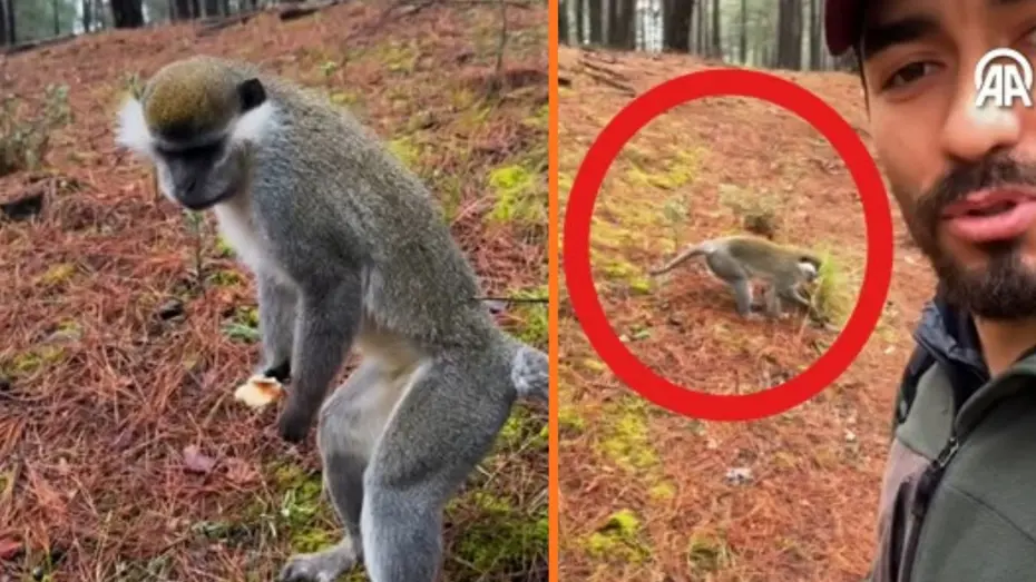 Ormana mantar aramak için çıktı maymun buldu