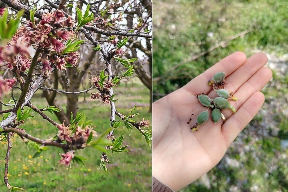 Kirazlar zirai dondan kurtuldu. Kayısı ve eriklerden verim alınamayacak