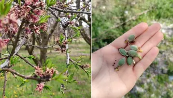 Kirazlar zirai dondan kurtuldu. Kayısı ve eriklerden verim alınamayacak