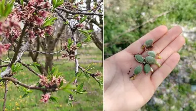 Kirazlar zirai dondan kurtuldu. Kayısı ve eriklerden verim alınamayacak