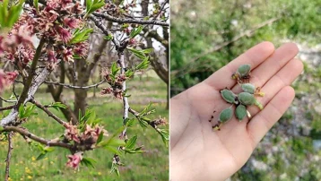 Kirazlar zirai dondan kurtuldu. Kayısı ve eriklerden verim alınamayacak