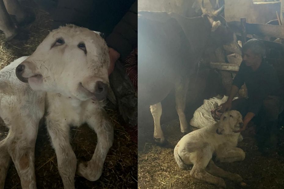 Doğumda nadir rastlantı. Çift başlı doğdu