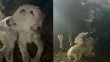 Doğumda nadir rastlantı. Çift başlı doğdu