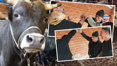 Yarım saat süren kurban pazarlığı: "Kolları kopacak sandık"