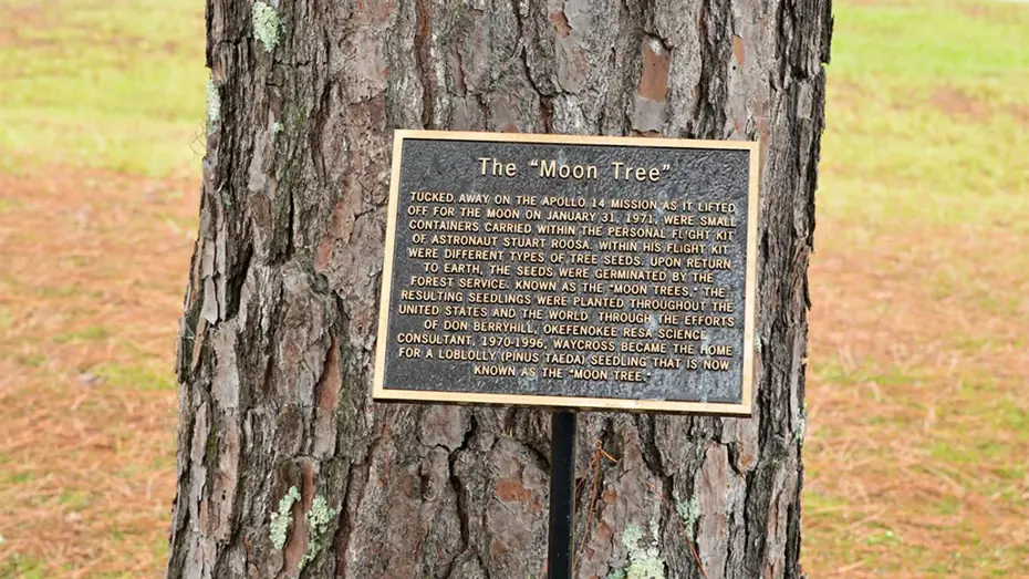 NASA, Ay’dan gelen “kayıp ağaçları” arıyor