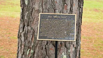 NASA, Ay’dan gelen “kayıp ağaçları” arıyor