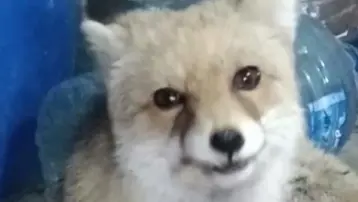 Bahçesine giren tilkileri elleriyle besledi