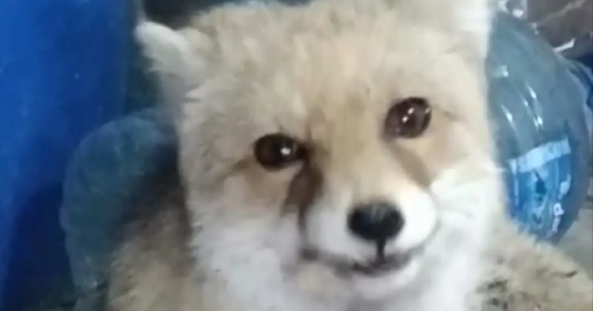 Bahçesine giren tilkileri elleriyle besledi