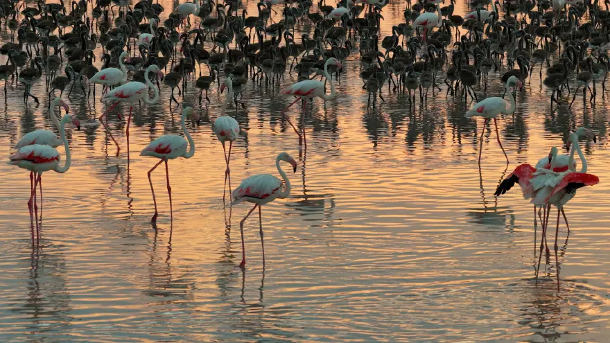 Tuz Gölü'nde flamingo sayısı arttı. "Ailemiz kalabalıklaşıyor" Tuz Gölü'nde flamingo sayısı arttı. "Ailemiz kalabalıklaşıyor"